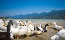 Liberan patos en Presa La Boca y firman convenio para salvaguardar la diversidad biológica