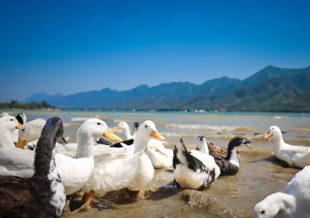 Liberan patos en Presa La Boca y firman convenio para salvaguardar la diversidad biológica