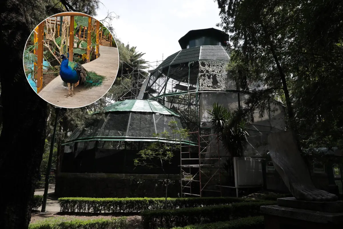 De fondo lugar barato en CDMX, especie de ave. Foto: Maps (Mayra Estrada) | X @AlcaldiaMHmx