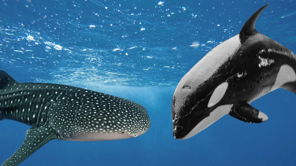Orcas cazan a tiburones ballena en el Golfo de California con esta letal técnica