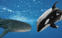Orcas cazan a tiburones ballena en el Golfo de California con esta letal técnica