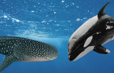 Orcas cazan a tiburones ballena en el Golfo de California con esta letal técnica