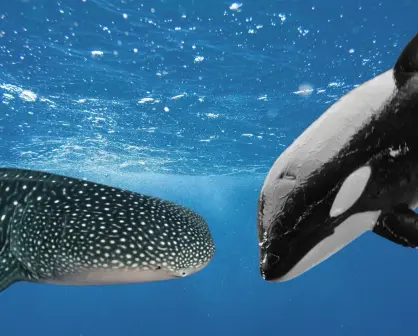 Orcas cazan a tiburones ballena en el Golfo de California con esta letal técnica