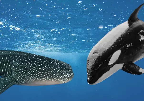 Orcas cazan a tiburones ballena en el Golfo de California con esta letal técnica