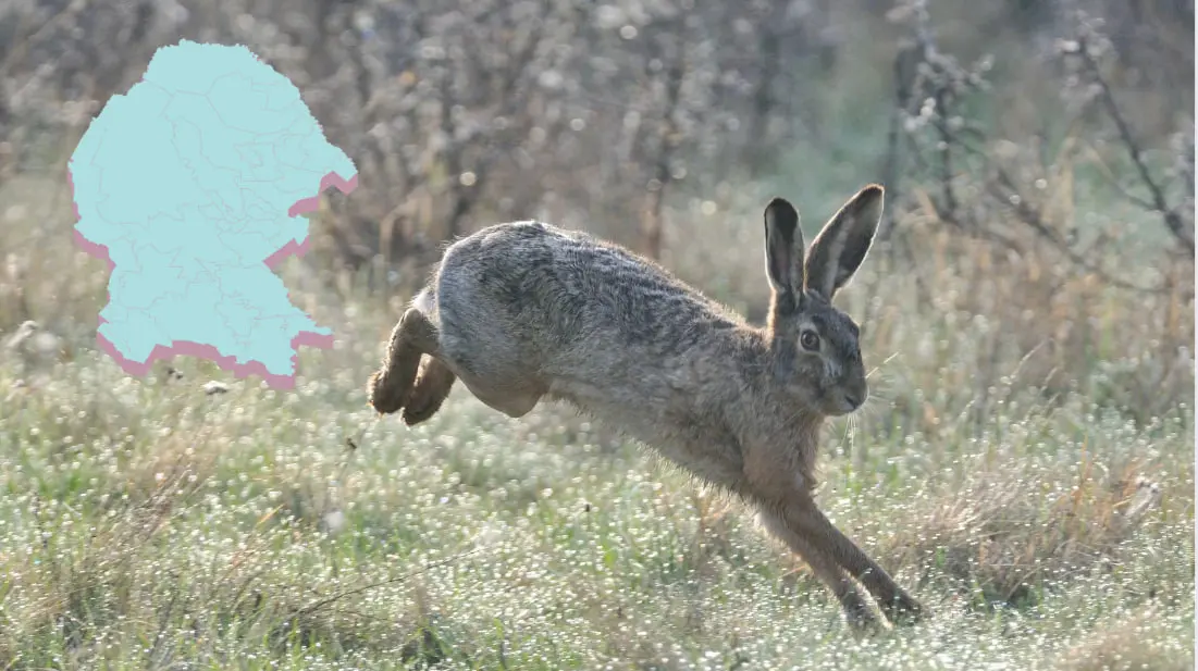En algunas zonas de Coahuila se pueden observar liebres. (Fotografía: Canva)