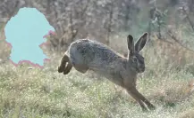 Animales nativos de Coahuila: Estos son los 3 más rápidos
