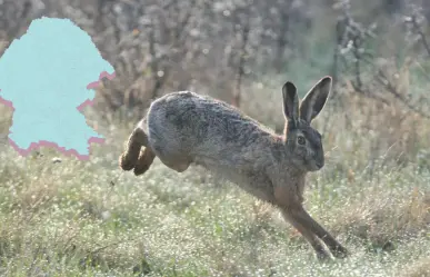 Animales nativos de Coahuila: Estos son los 3 más rápidos