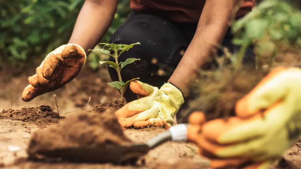 Lanzan campaña de reforestación en Saltillo ¿cómo participar?