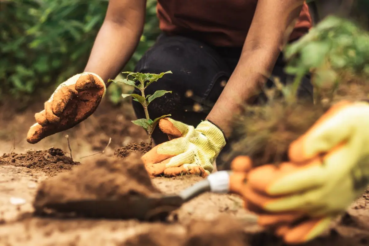 Lanzan campaña de reforestación en Saltillo. Foto de canva.
