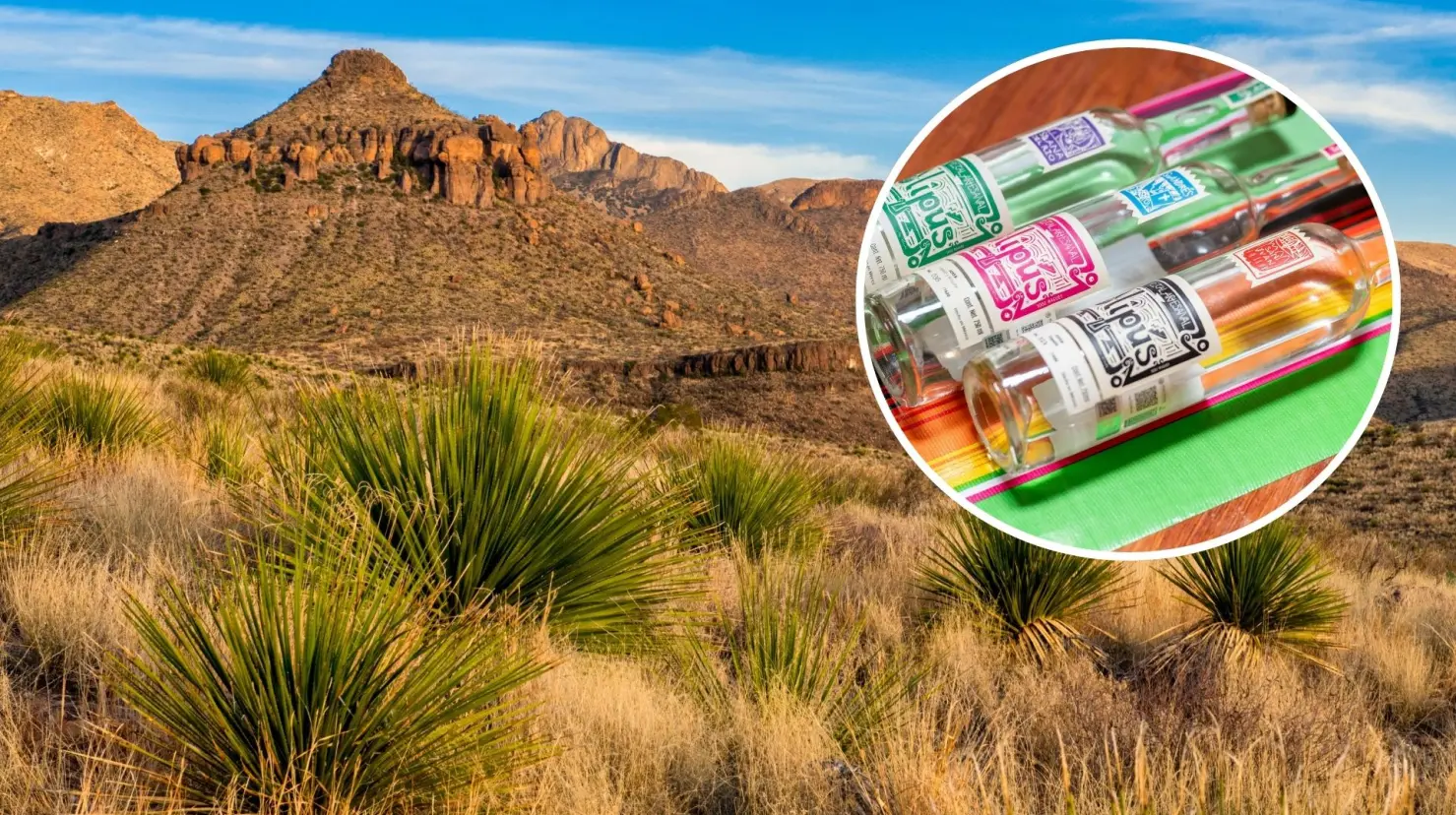 El dasylirion es fundamental en la elaboración del sotol. (Fotografía: Canva)
