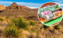 Dasylirion: la planta sagrada del desierto que da vida al sotol en Coahuila