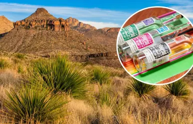 Dasylirion: la planta sagrada del desierto que da vida al sotol en Coahuila