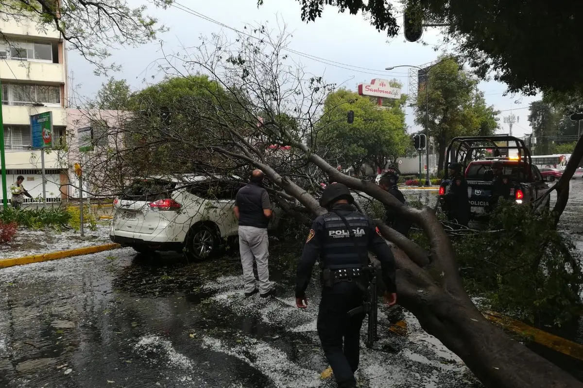 Árbol derribado encima de camioneta por fuertes lluvias en CDMX. Foto: Sedema CDMX