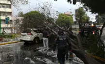 Temporada de lluvias en CDMX: así puedes reportar apagones y árboles derribados