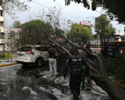 Temporada de lluvias en CDMX: así puedes reportar apagones y árboles derribados