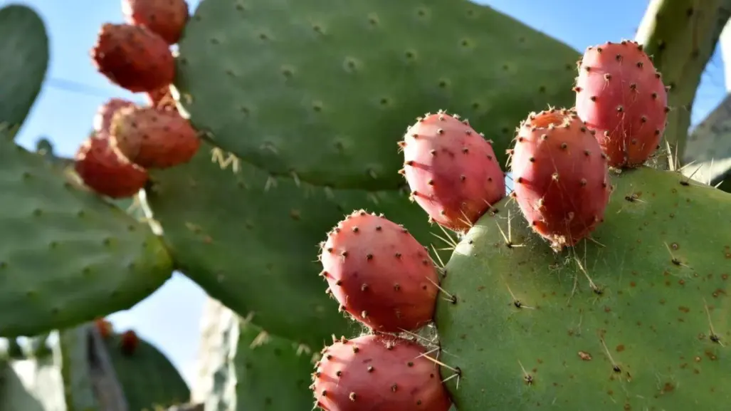 El fruto del cactus más común de Tamaulipas y sus beneficios para la salud