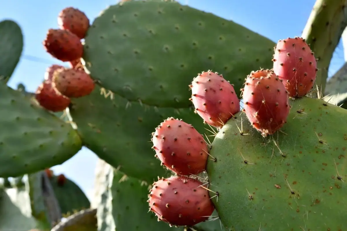 El nopal es el cactus más común de Tamaulipas; se le encuentra tanto en cultivos como en estado silvestre. Foto: Gobierno de México