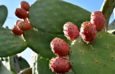 El fruto del cactus más común de Tamaulipas y sus beneficios para la salud