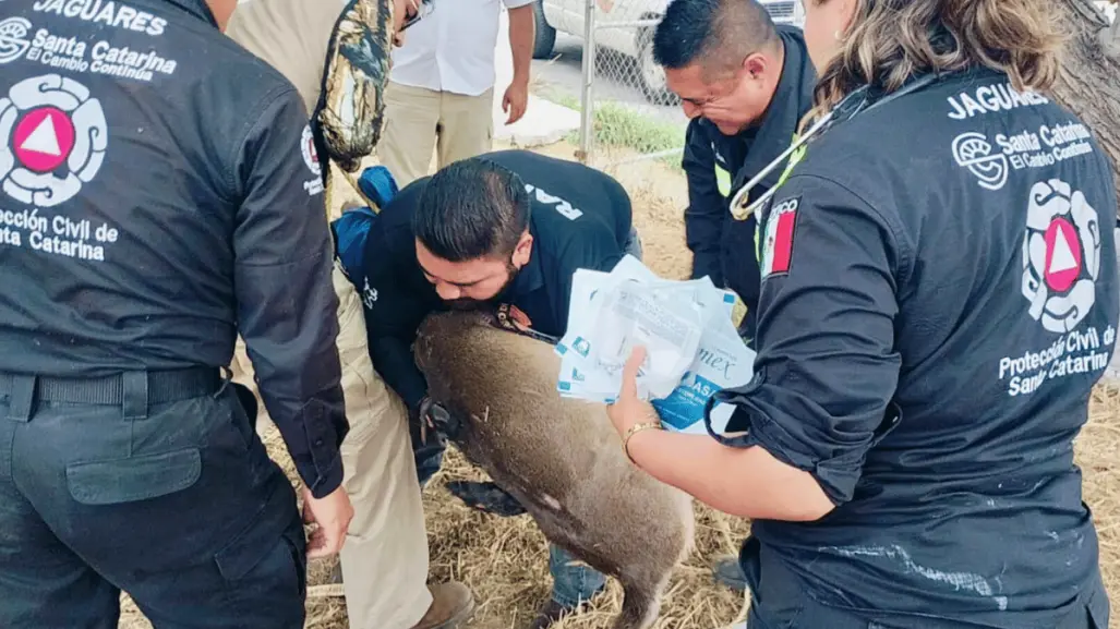 Rescatan a venado atrapado dentro de empresa en Santa Catarina