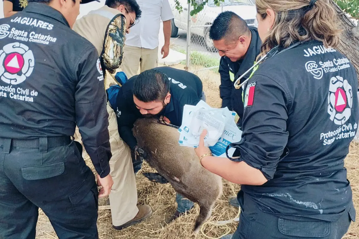 Una vez asegurado el venado, se notificó a la Procuraduría Federal de Protección al Ambiente (PROFEPA), delegación Nuevo León, y a Parques y Vida Silvestre del estado. Foto: PC Santa Catarina.