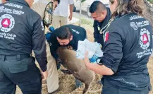 Rescatan a venado atrapado dentro de empresa en Santa Catarina