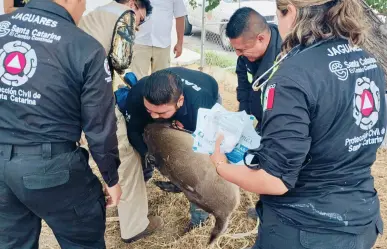 Rescatan a venado atrapado dentro de empresa en Santa Catarina