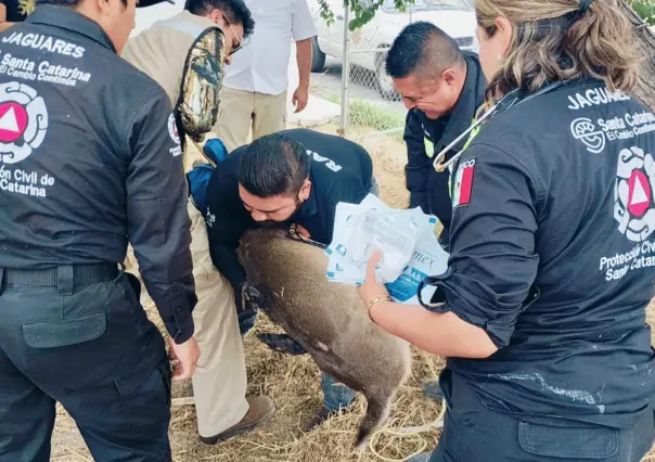 Rescatan a venado atrapado dentro de empresa en Santa Catarina