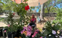 Con estas plantas puedes refrescar tu casa ante la ola de calor en Yucatán