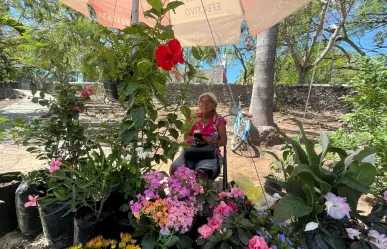 Con estas plantas puedes refrescar tu casa ante la ola de calor en Yucatán