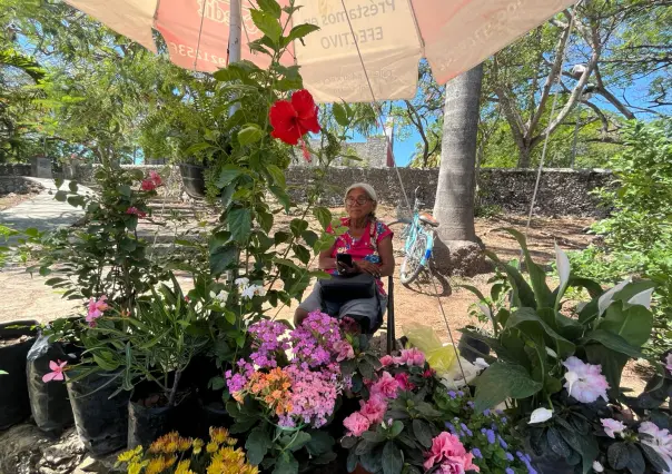 Con estas plantas puedes refrescar tu casa ante la ola de calor en Yucatán