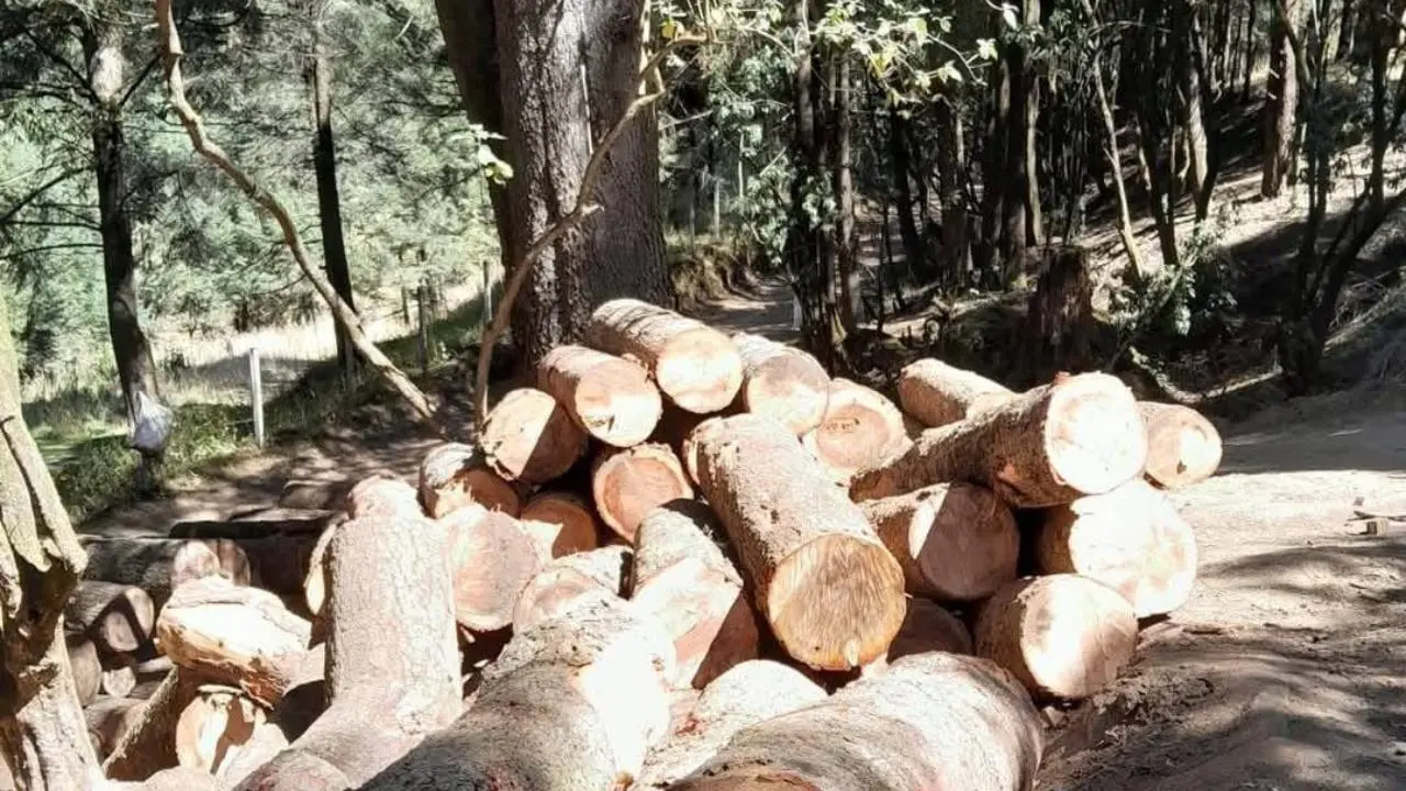 La otra batalla del bosque: denuncian impunidad de talamontes tras violencia en Ocuilan. Foto: Toluca HOY