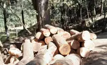 La otra batalla del bosque: denuncian impunidad de talamontes tras violencia en Ocuilan