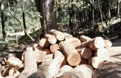 La otra batalla del bosque: denuncian impunidad de talamontes tras violencia en Ocuilan