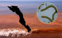 ¿Cómo se ve una marea roja en BCS y por qué no deberías nadar ahí?