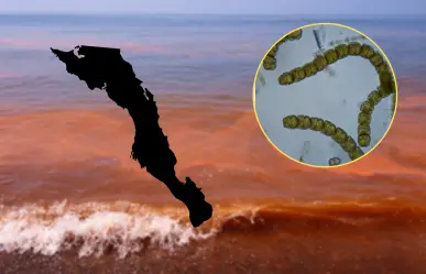 ¿Cómo se ve una marea roja en BCS y por qué no deberías nadar ahí?
