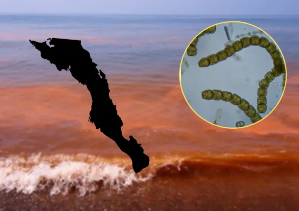 ¿Cómo se ve una marea roja en BCS y por qué no deberías nadar ahí?