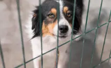 Estas son las 3 razas de perros más abandonados en Tamaulipas