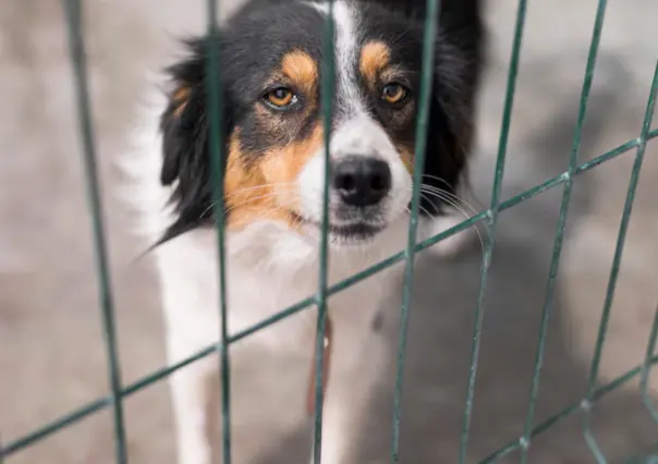 Estas son las 3 razas de perros más abandonados en Tamaulipas