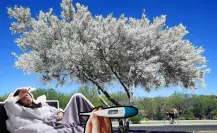 Esta es la planta nativa de Nuevo León que te ayudará a controlar la fiebre