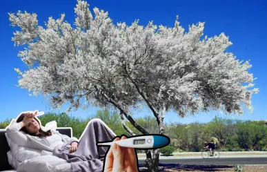 Esta es la planta nativa de Nuevo León que te ayudará a controlar la fiebre
