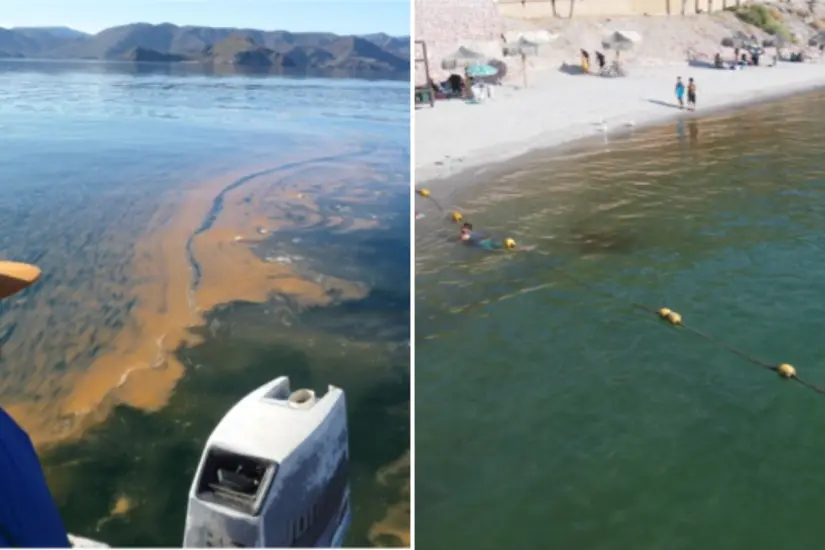 Foto: Marea Rojas observadas en Bahía Concepción y Playa Coromuel, Bahía de La Paz. Foto: COEPRIS BCS