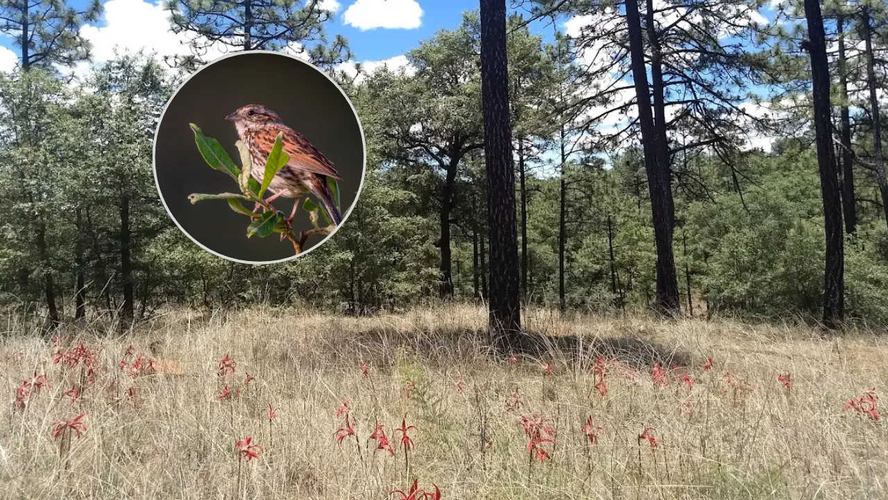 En el bosque de Durango una pequeña ave lucha por sobrevivir. Foto: Especial.