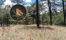 La pequeña ave nativa del bosque de Durango en riesgo de desaparecer
