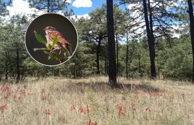La pequeña ave nativa del bosque de Durango en riesgo de desaparecer