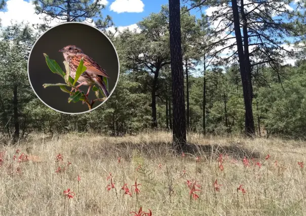 La pequeña ave nativa del bosque de Durango en riesgo de desaparecer
