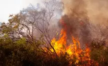 ¿Cuántos incendios se encuentran activos hoy 23 de mayo, según CONAFOR?