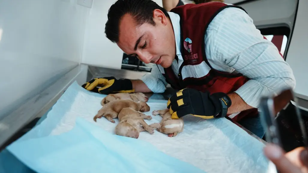 Manuel Guerra Cavazos rescata a 14 perritos abandonados en García tras operativo