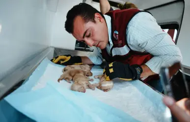 Manuel Guerra Cavazos rescata a 14 perritos abandonados en García tras operativo