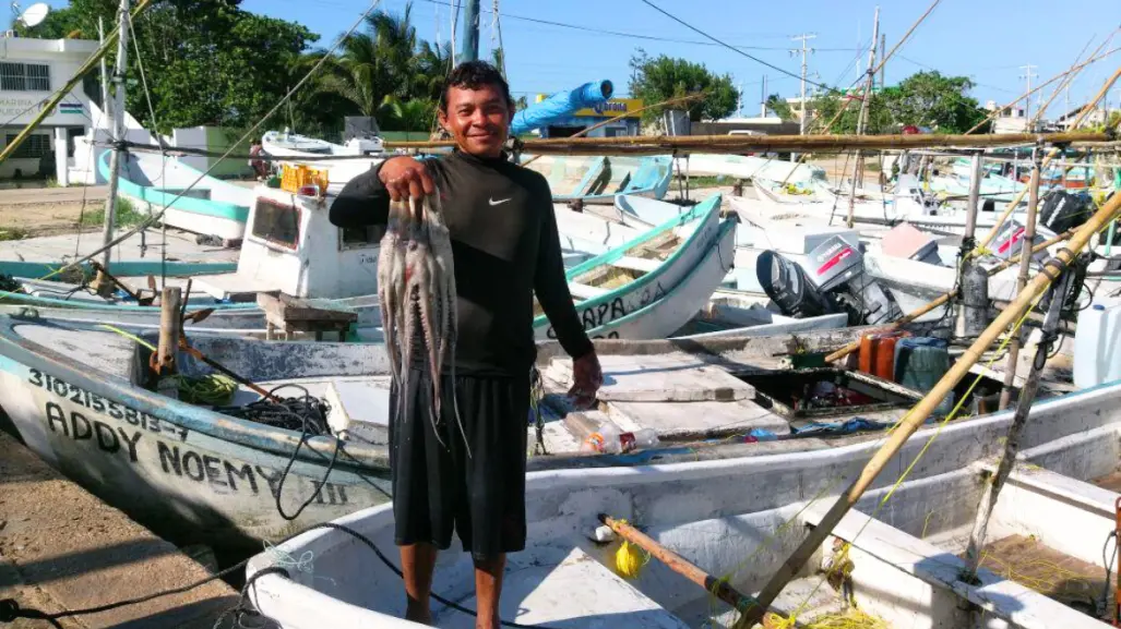 Esto es lo que produce la pesca ilegal de pulpo en Yucatán