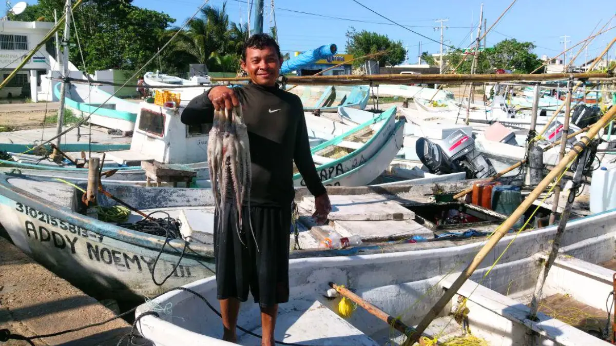 Yucatán es el tercer lugar a nivel mundial en la producción de pulpo Foto: Alejandra Vargas